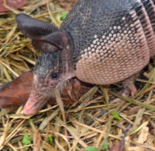 20. Pet armadillo in Ancon Colonia
