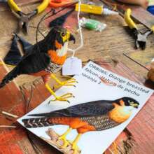 Orange breasted falcon photo and chambira ornament