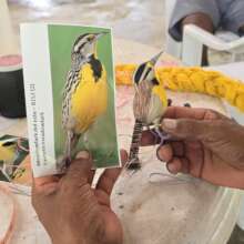 Artisan comparing meadowlark photo to woven bird