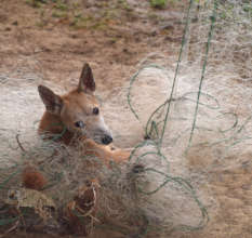 21. Dog in fishing net in Ancon Colonia