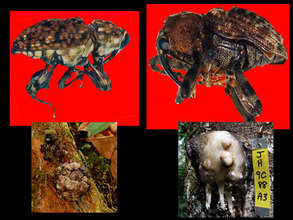 Two weevils and copal resin lumps.  Plowden/CACE