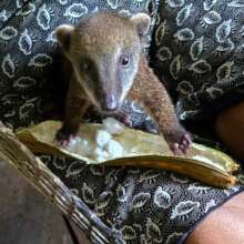 Artisan Doris' rescued coati baby