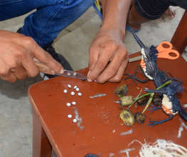 Cutting achira seeds to make eyes for woodpeckers