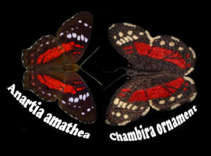 Scarlet peacock butterfly and chambira ornament