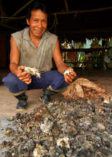 Man from Ancon Colonia with dry copal resin lumps