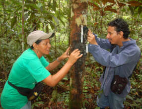 Yully and Angel examining copal resin lumps