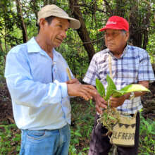 Two curacas discuss a medicinal plant in the field