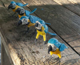 Blue and gold macaws at teacher workshop