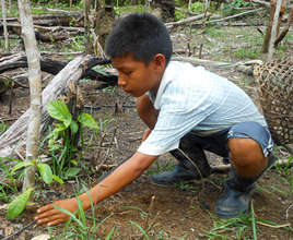 Bora boy tending rosewood seedling at Brillo Nuevo