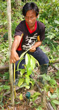 Bora man measuring rosewood seedling
