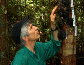 Campbell examining copal lumps in Jenaro Herrera