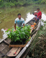Carrying rosewood seedlings to forest in canoe