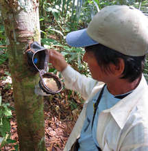 Checking copal resin lump status