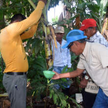 Collecting liquid from a wild banana for medicine