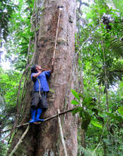 Collecting copal resin lump from tall tree.  CACE