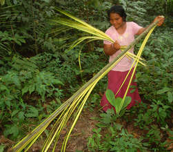 Artisan stripping chambira leaflets. Plowden/CACE