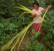 Dolores stripping leaflets from chambira leafspear