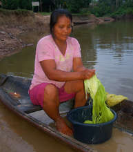 Artisan washing chambira fiber. Plowden/CACE