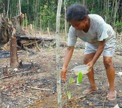 Bora woman watering rosewood tree seedling