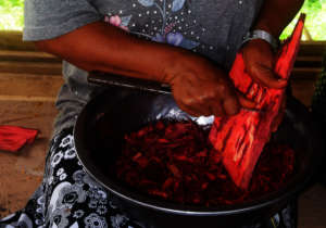Francisca scraping huacamayo caspi bark.jpg