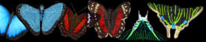 Amazon butterflies and Dora group woven ornaments