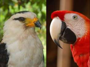 Hawk and scarlet macaw heads and beaks