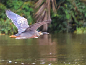 Heron flying over Ampiyacu River