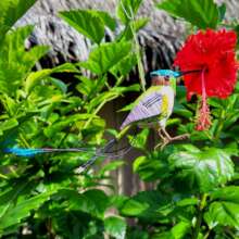 Marvelous spatule-tail hummingbird ornament