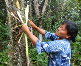 Bora artisan cutting chambira with pruning saw