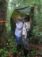 Italo and Angel monitoring copal tree in the rain