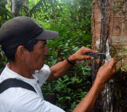 Italo collecting copal resin lump sample