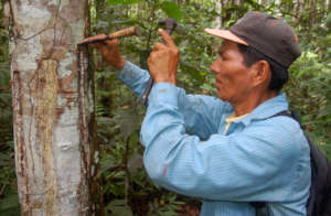 Italo manually harvesting copal resin