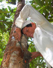 Italo harvesting resin lump from copal tree