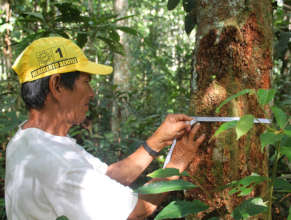Italo measuring copal tree size
