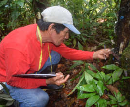 Italo monitoring resin lumps on copal tree