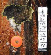 Copal resin lump in sustainability study.  CACE