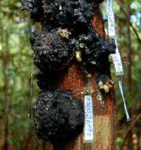 Resin lumps on copal tree at Jenaro Herrera