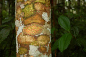 Lychen patches on copal tree