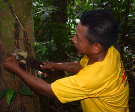 Maijuna man harvesting copal resin at Nueva Vida