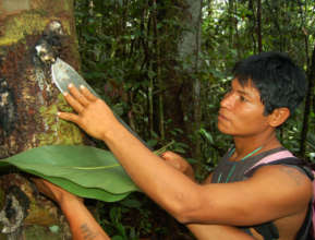Maijuna man harvesting copal resin near Napo River