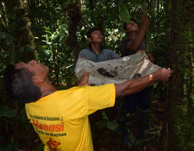 Maijuna harvesting resin with machete on pole