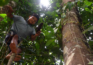 Maijuna boy tossing copal resin down from trunk