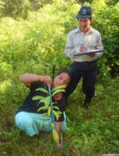 Measuring rosewood seedling height at Brillo Nuevo