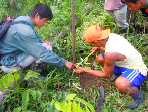 Measuring rosewood seedling growth at Brillo Nuevo