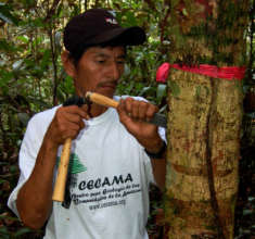 Manual harvest of copal resin in Jenaro Herrera