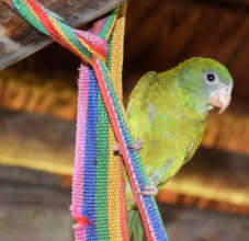 Pet parakeet in artisan home