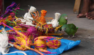 Little parrots with woven egrets in San Francisco