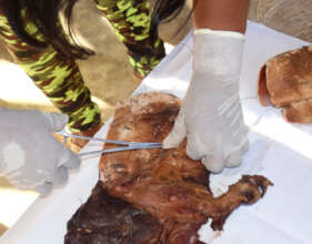 Practice suturing a wound on a piece of paca meat