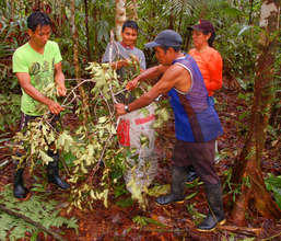 Oscar and Bora team collecting rosewood leaves