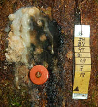 Copal resin lump in study at Jenaro Herrera